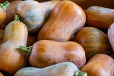 Squash, Honey Nut